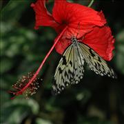 Butterfly-on-Flower