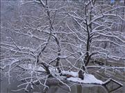 Snowy-Trees-on-Lake-Lynn