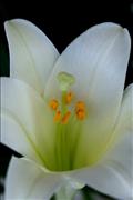 White-Lily